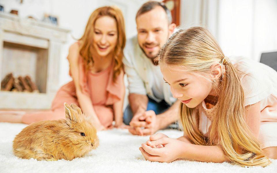 Hobbinyúl és tenyésznyúl tartása – Etetés, tartás és gondozás | DeltaZoo