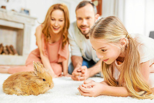 Hobbinyúl és tenyésznyúl tartása – Etetés, tartás és gondozás